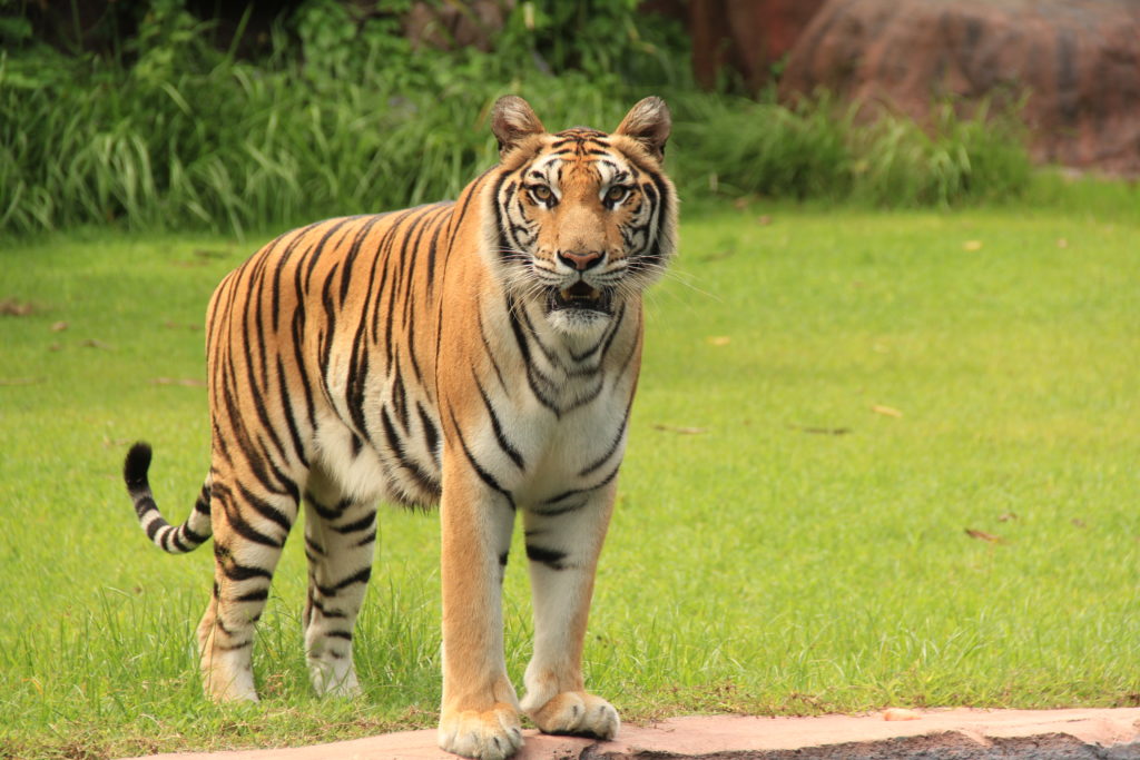 Why Are Tigers Endangered? | 10 Reasons Tigers are Endangered