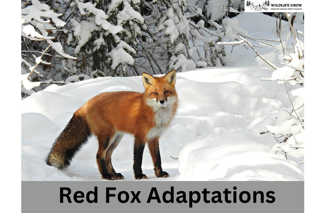 Red Fox Adaptations
