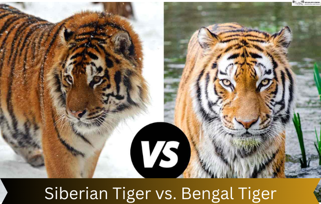 Siberian Tiger vs. Bengal Tiger | What are the Differences?