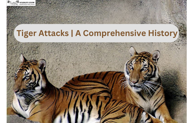 Tiger Attacks | A Comprehensive History