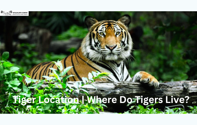 Tiger Location | Where Do Tigers Live?