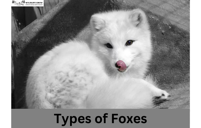 Types of Foxes