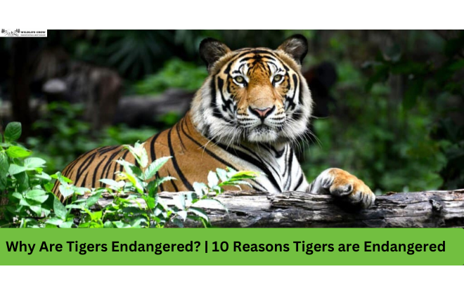 Why Are Tigers Endangered 10 Reasons Tigers are Endangered