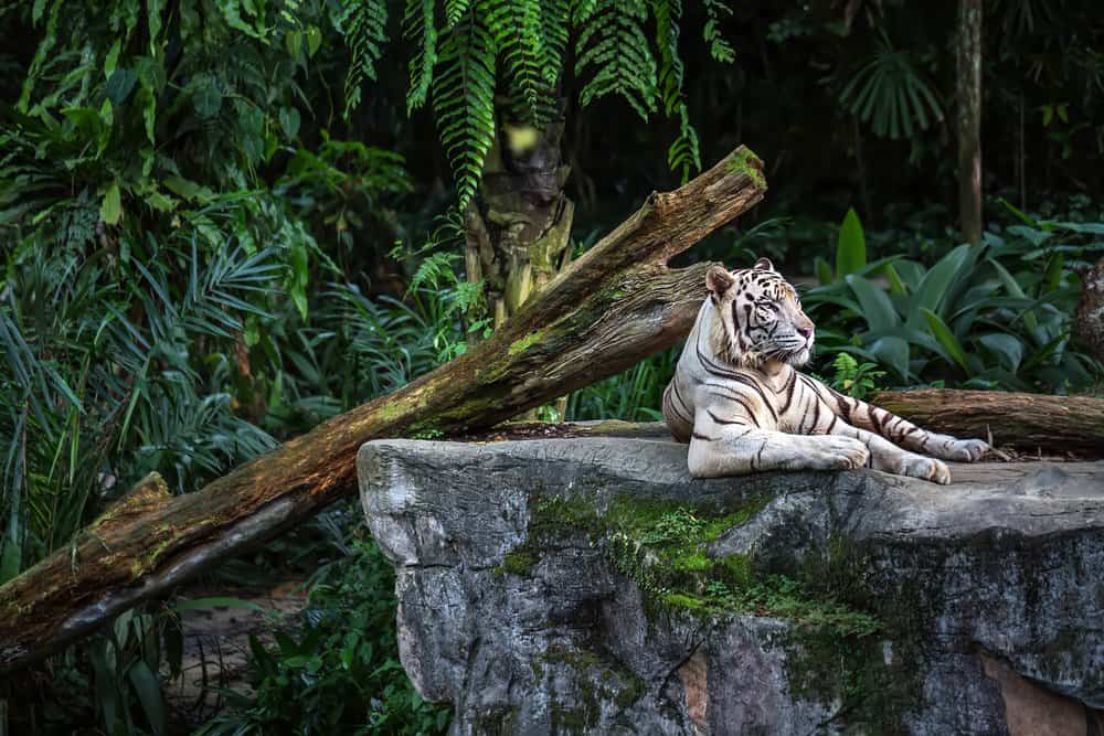 Tiger Spirit Animal Symbolism & Meaning