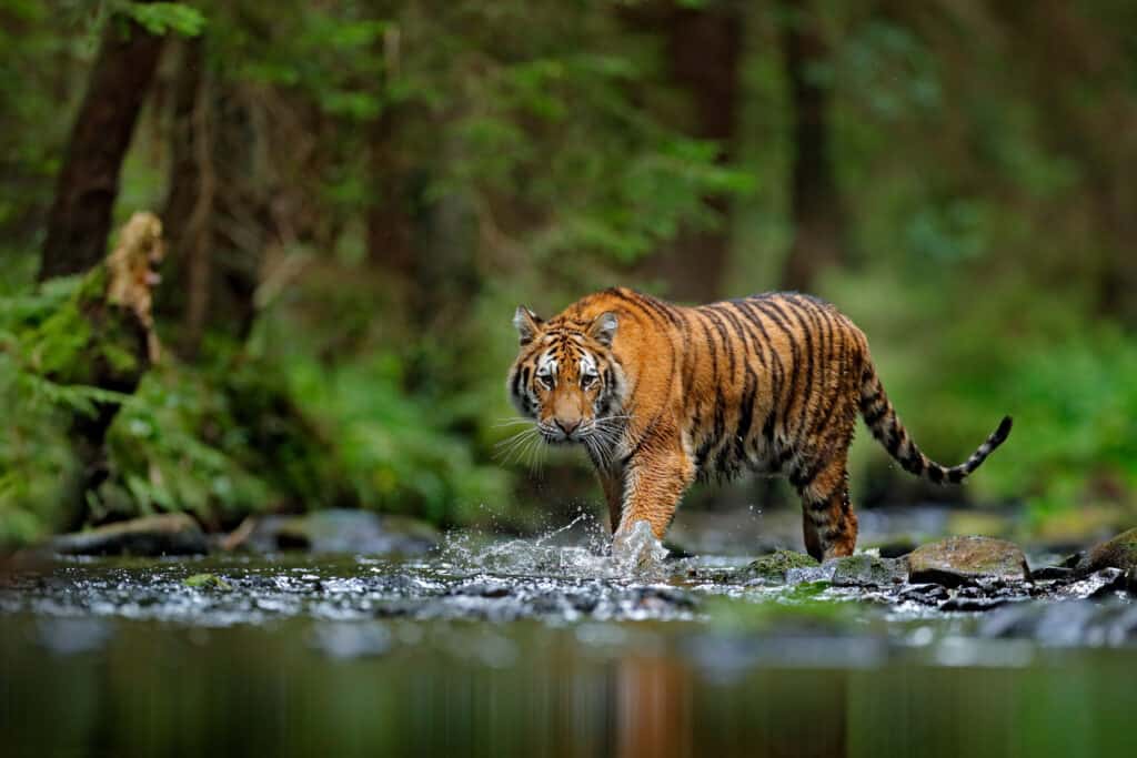 Tiger Location: Where Do Tigers Live