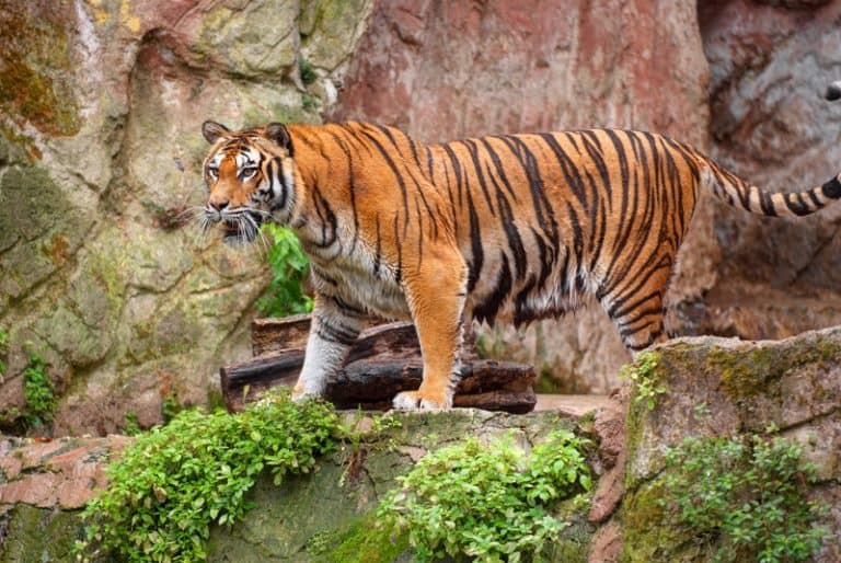 South China Tiger Animal Facts | Panthera Tigris Amoyensis